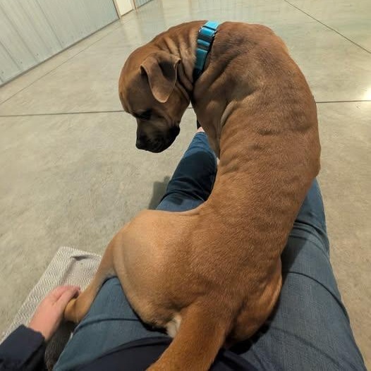 Enlarge Blaze, a ADOPTABLE mixed breed in Grafton, OH image 5/5