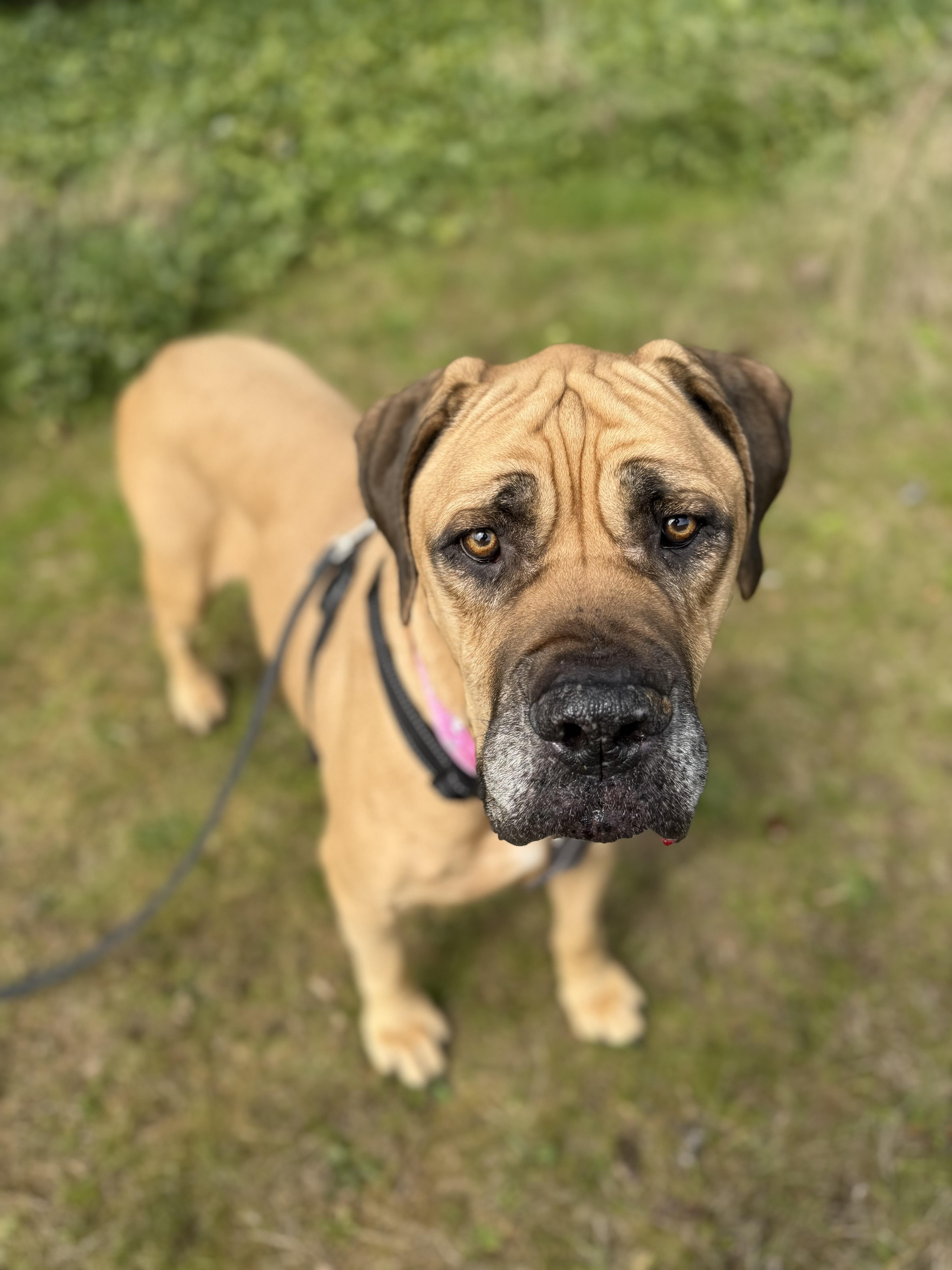 Queenie, a ADOPTABLE Boerboel in lynnwood , WA image 4/6
