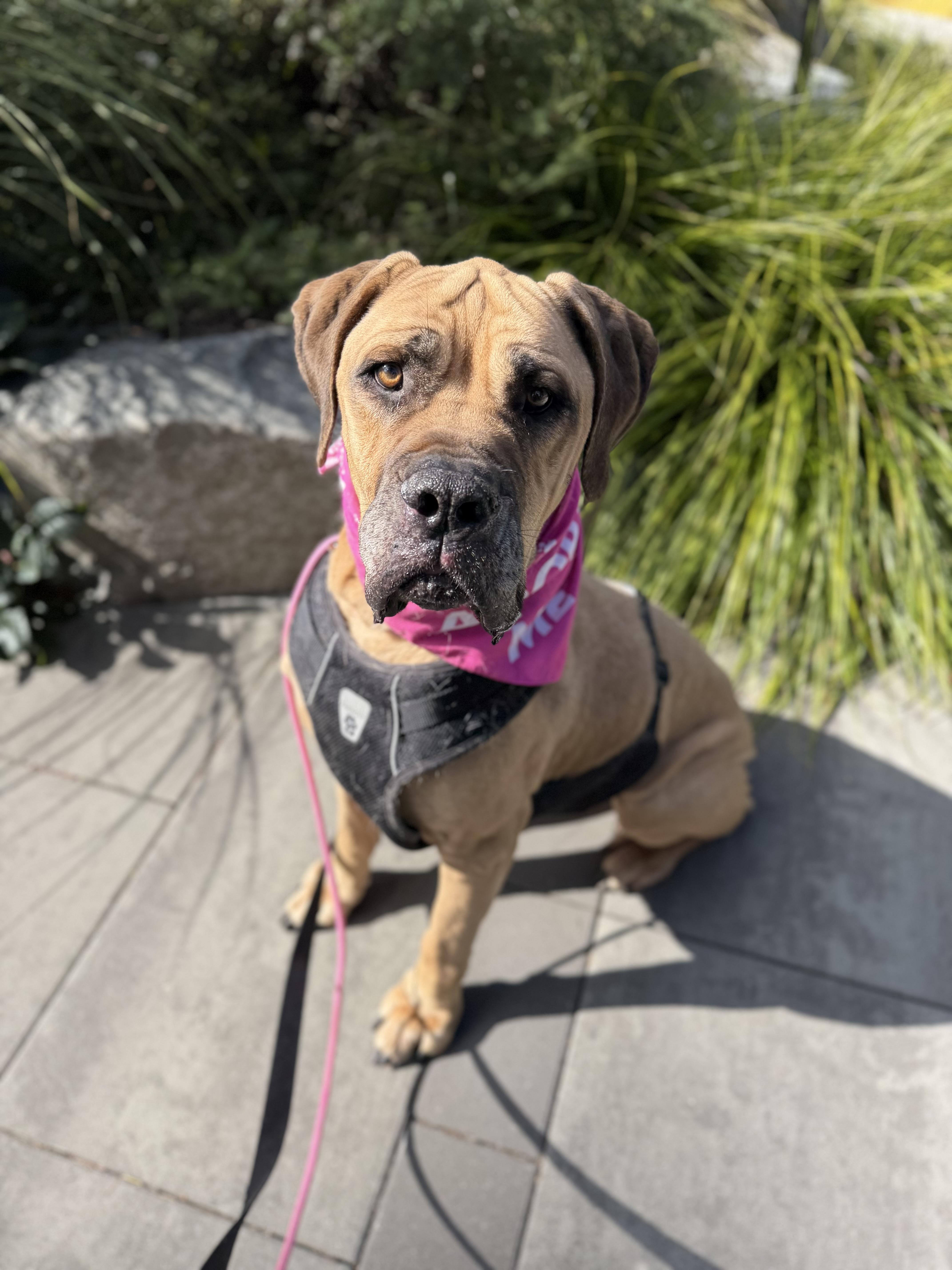 Enlarge Queenie, a Adoptable mixed breed in lynnwood , WA image 5/6