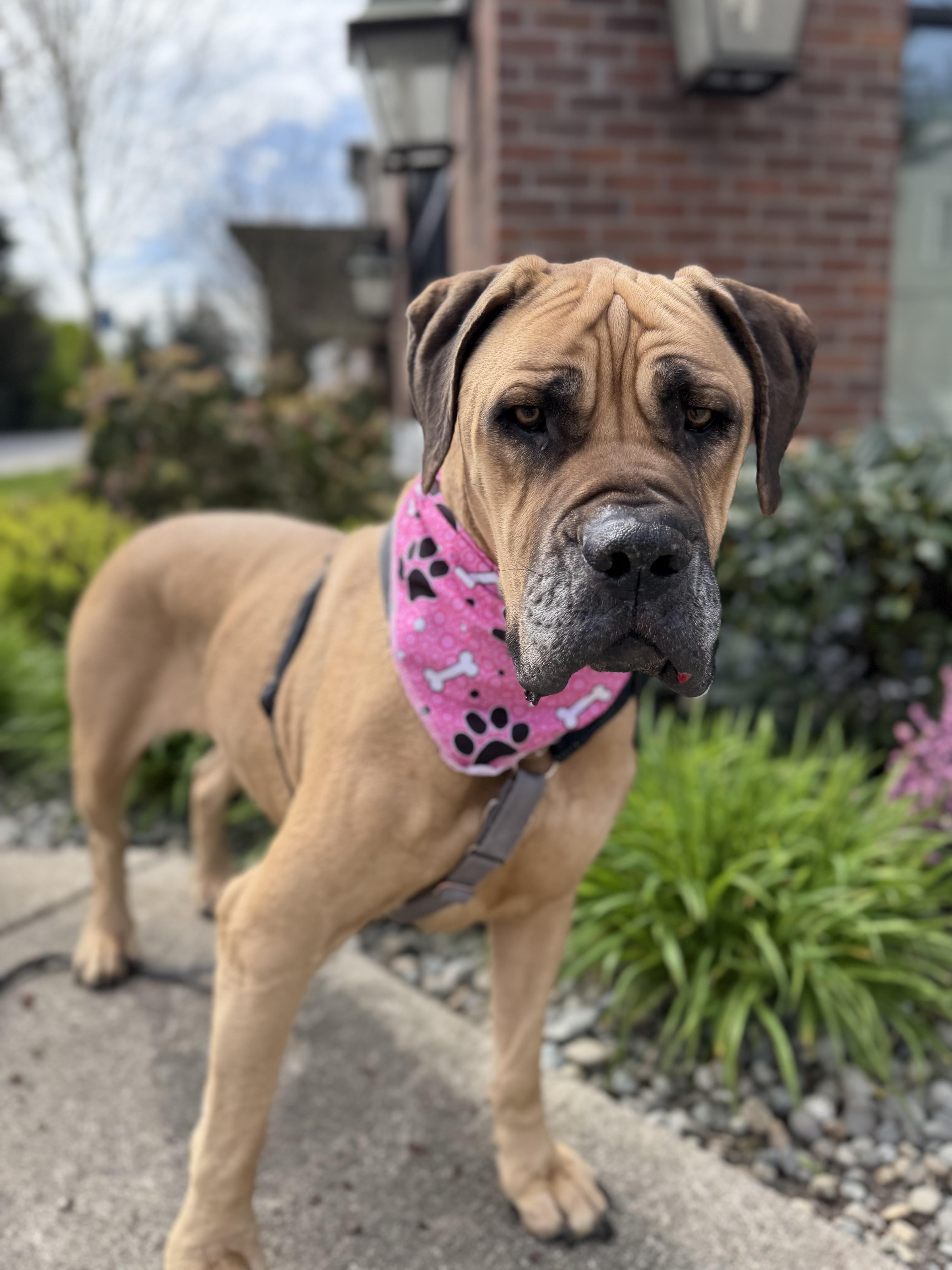 Queenie, a ADOPTABLE Boerboel in lynnwood , WA image 6/6