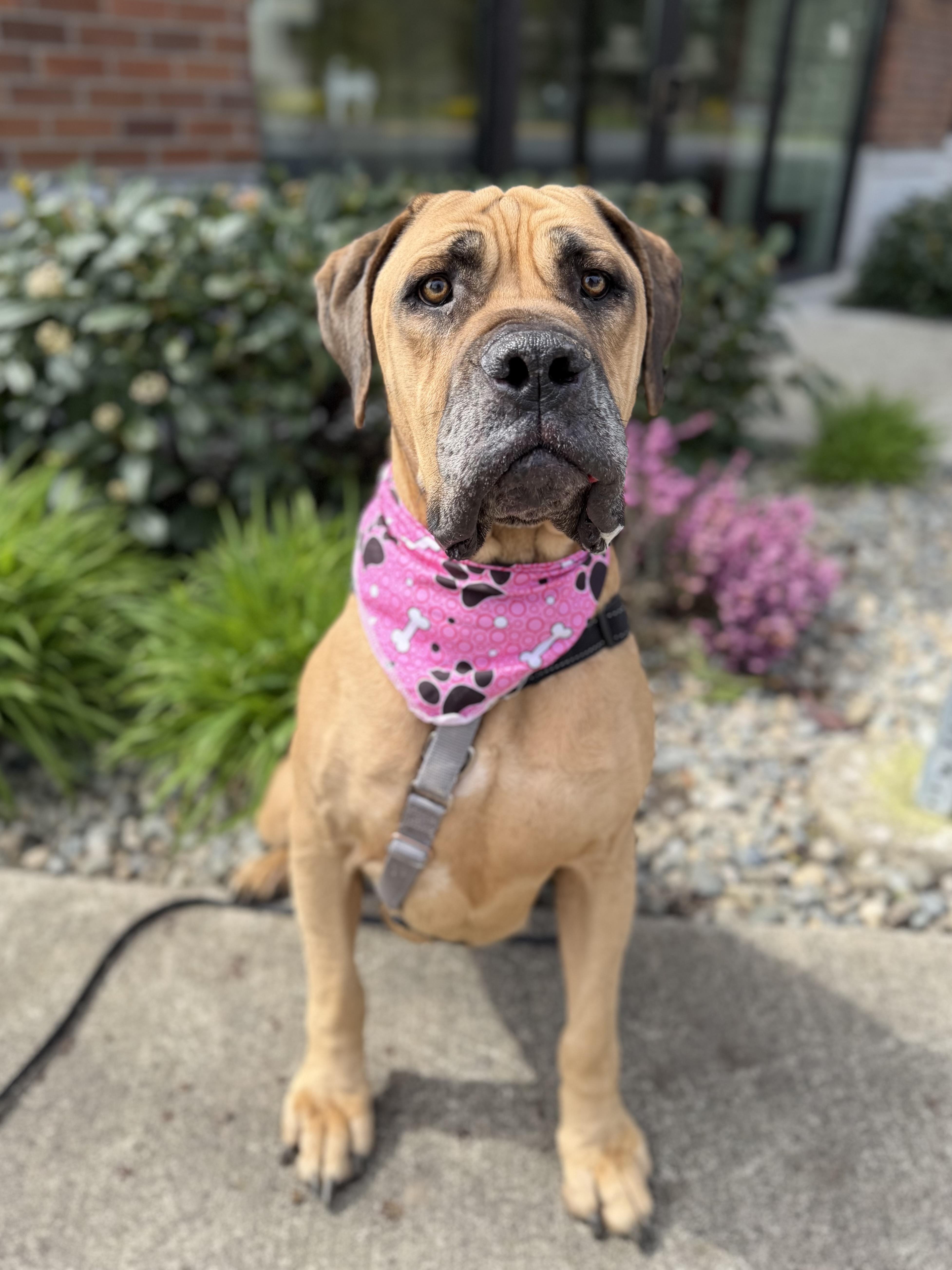 Queenie, Adoptable, Adult Female Boerboel & Bullmastiff.