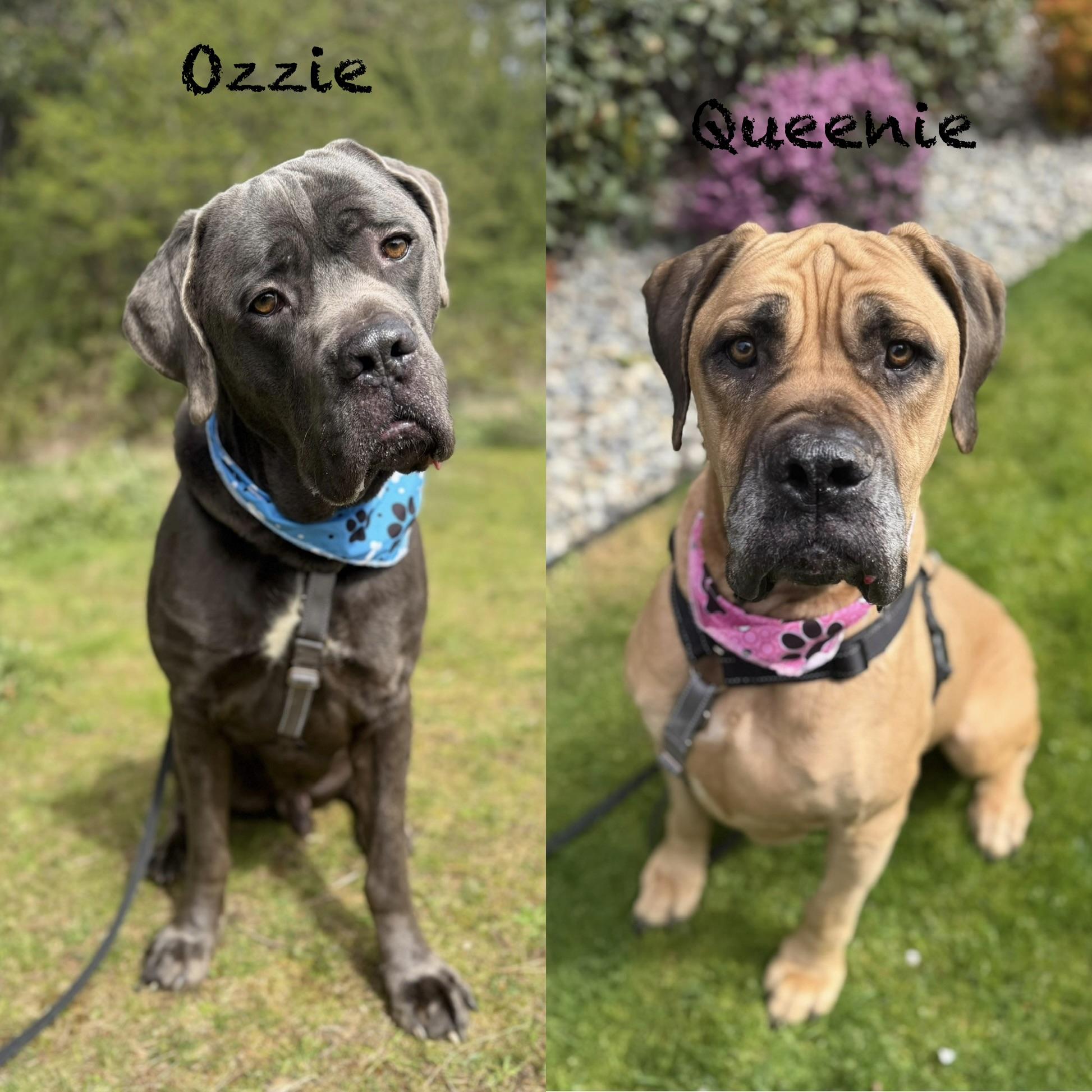 Queenie, a ADOPTABLE Boerboel in lynnwood , WA image 2/6