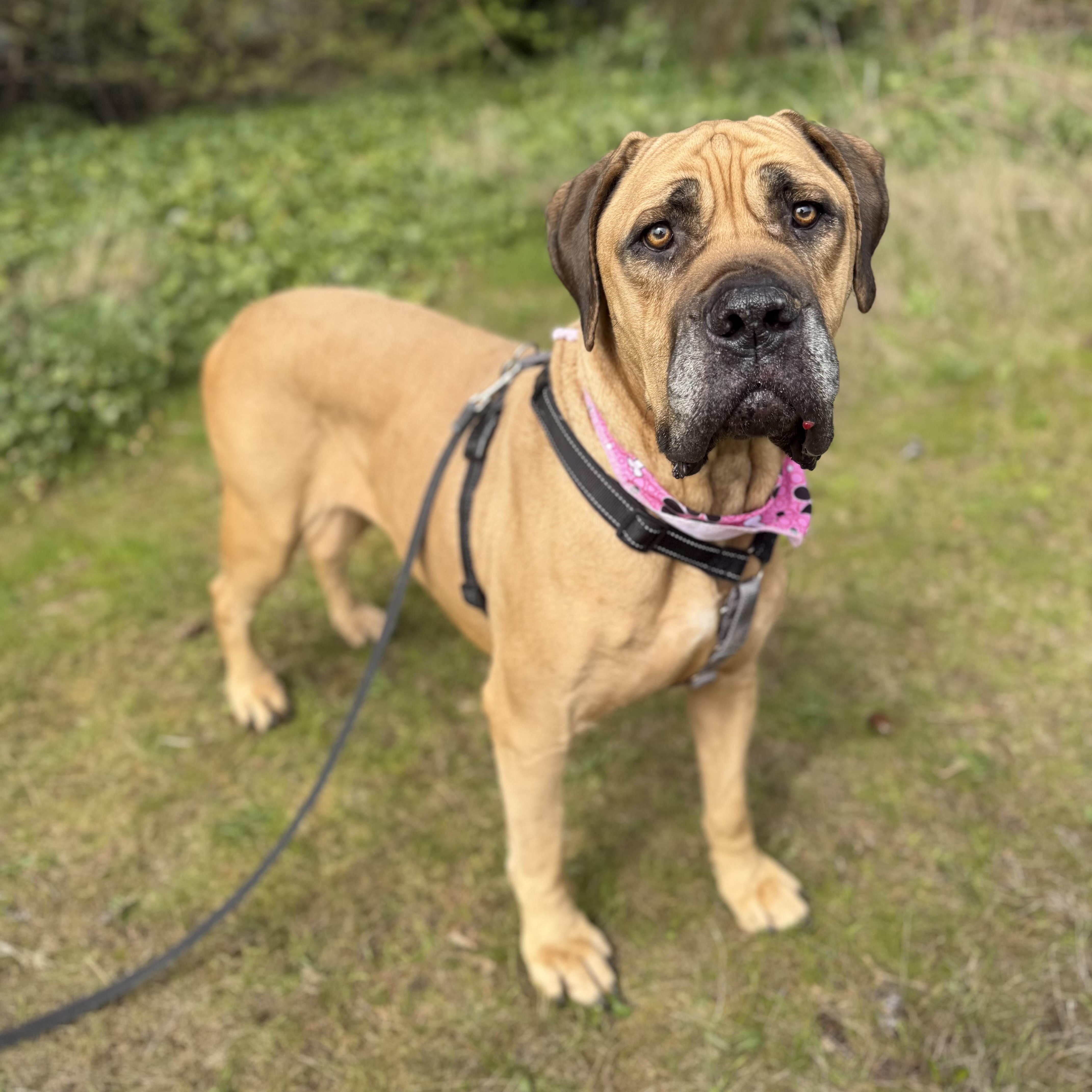 Queenie, a ADOPTABLE Boerboel in lynnwood , WA image 1/6