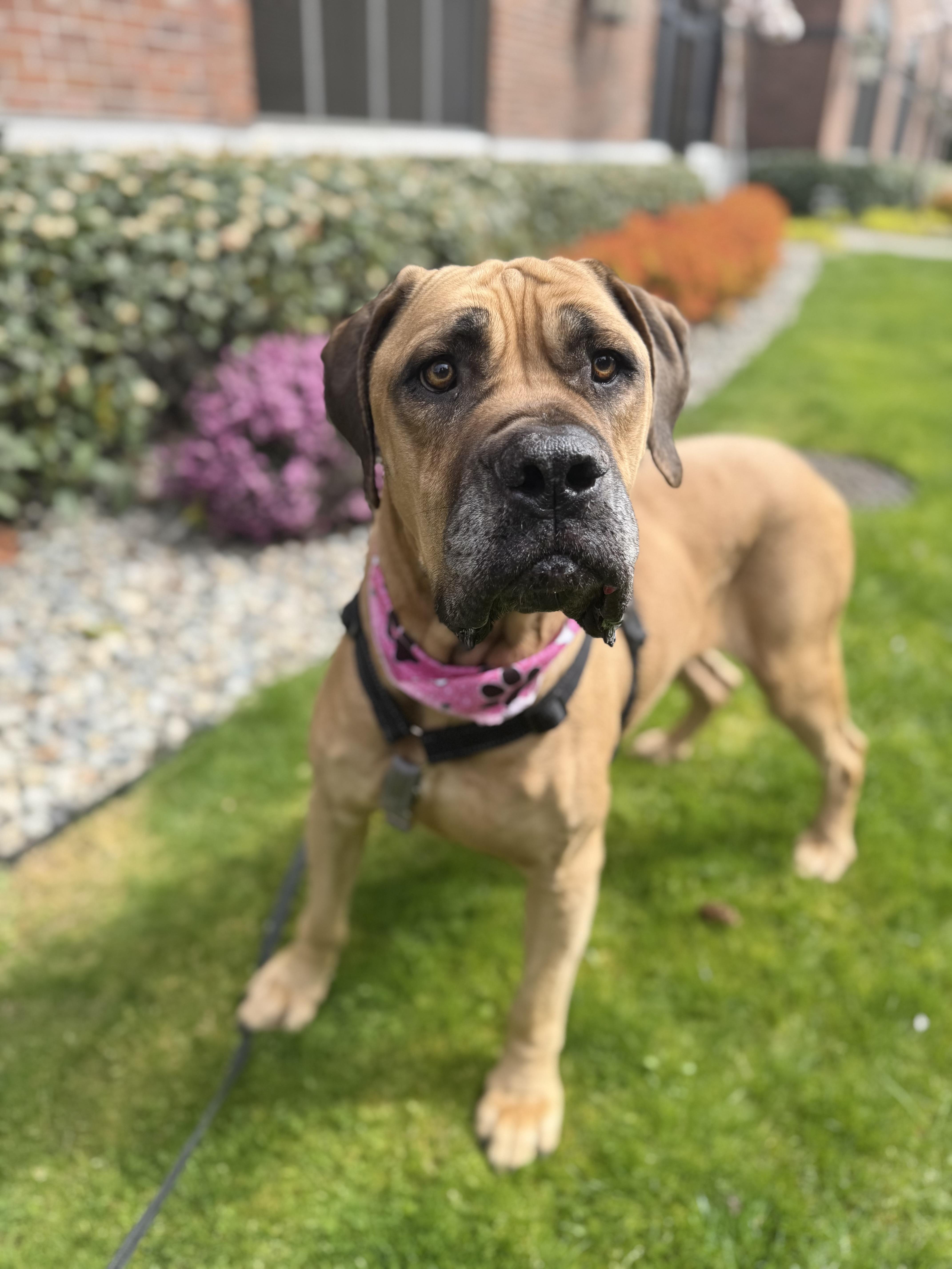 Queenie, a ADOPTABLE Boerboel in lynnwood , WA image 5/6