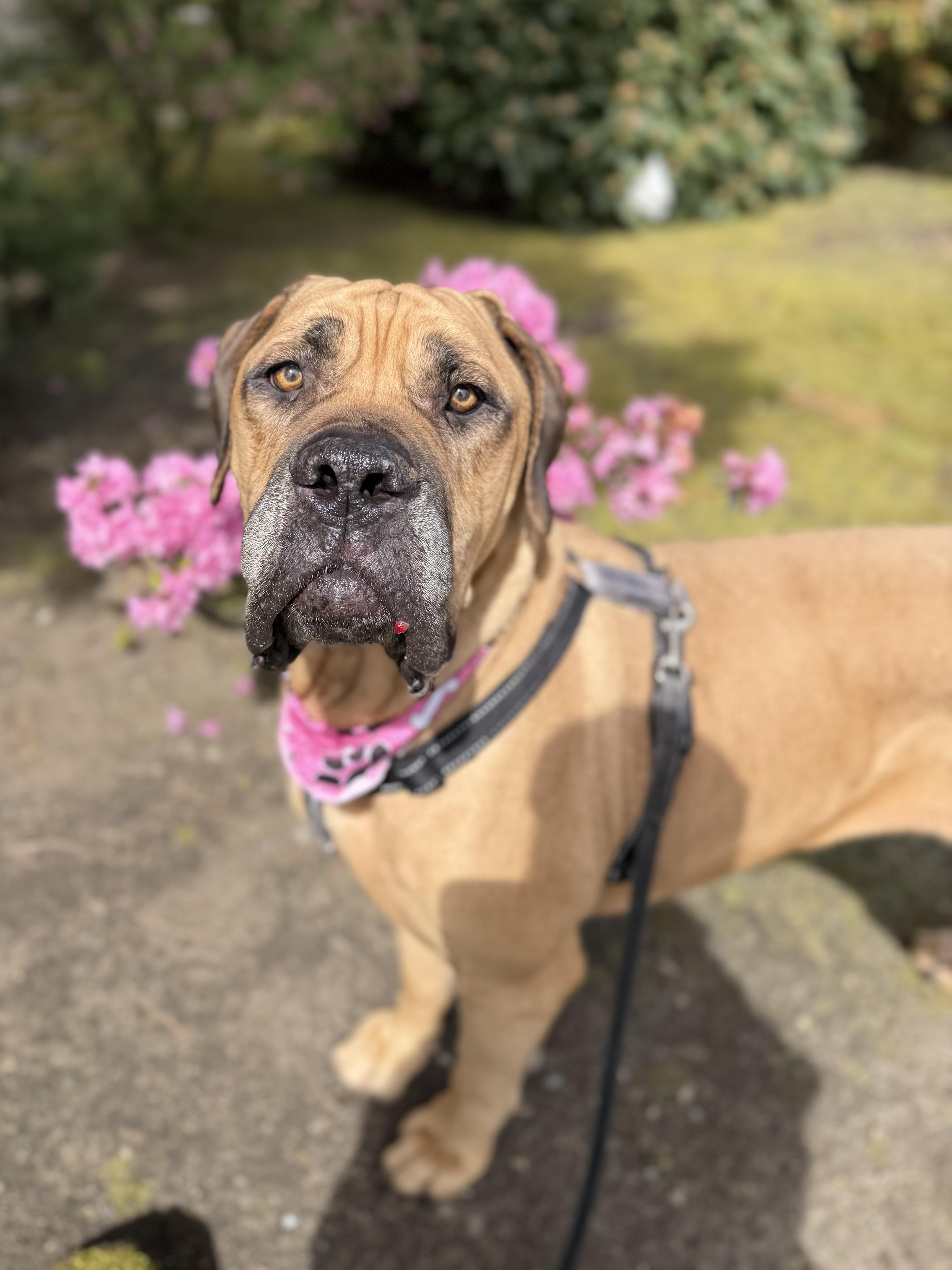 Queenie, a ADOPTABLE Boerboel in lynnwood , WA image 3/6