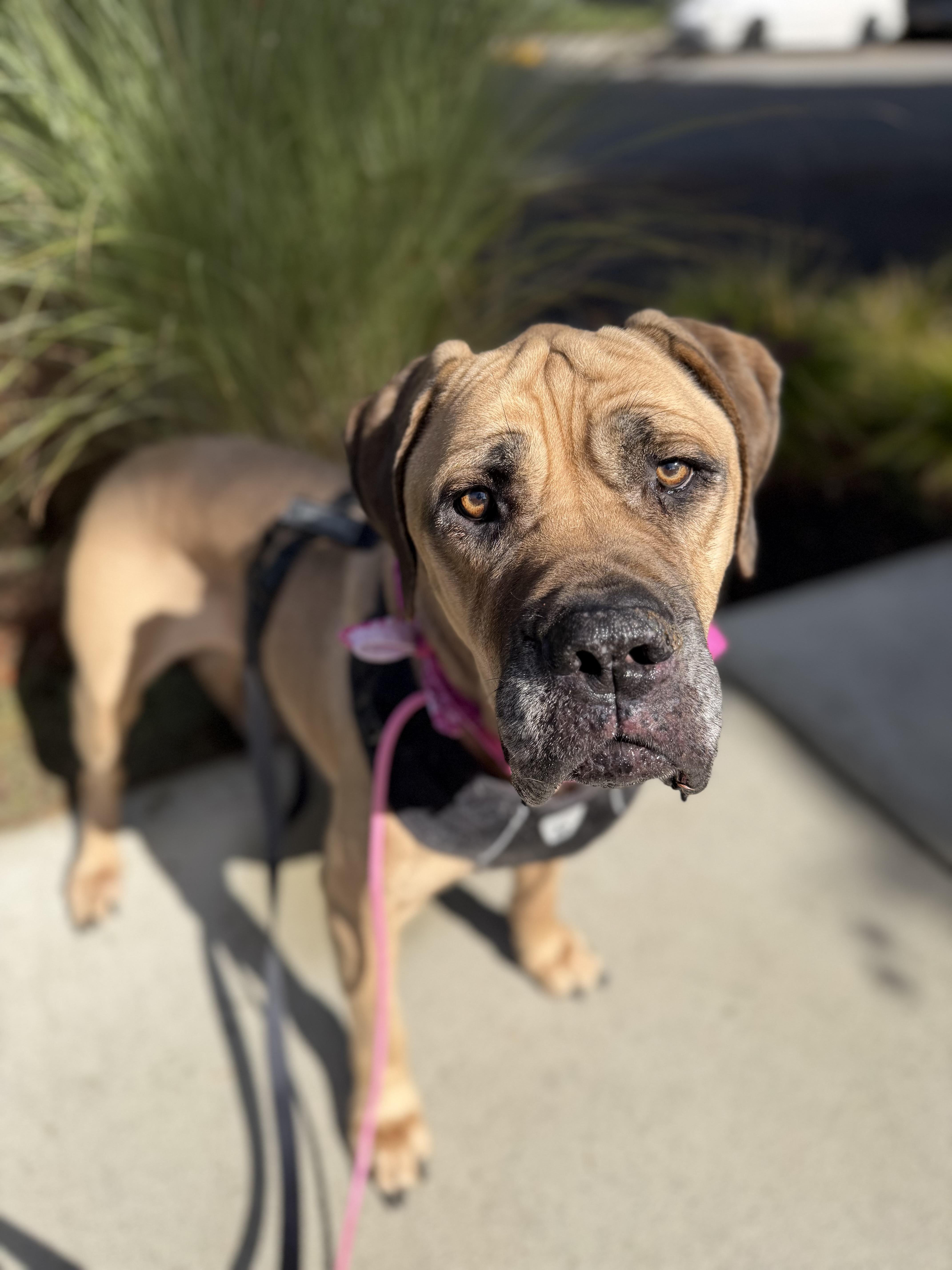 Enlarge Queenie, a Adoptable mixed breed in lynnwood , WA image 2/6