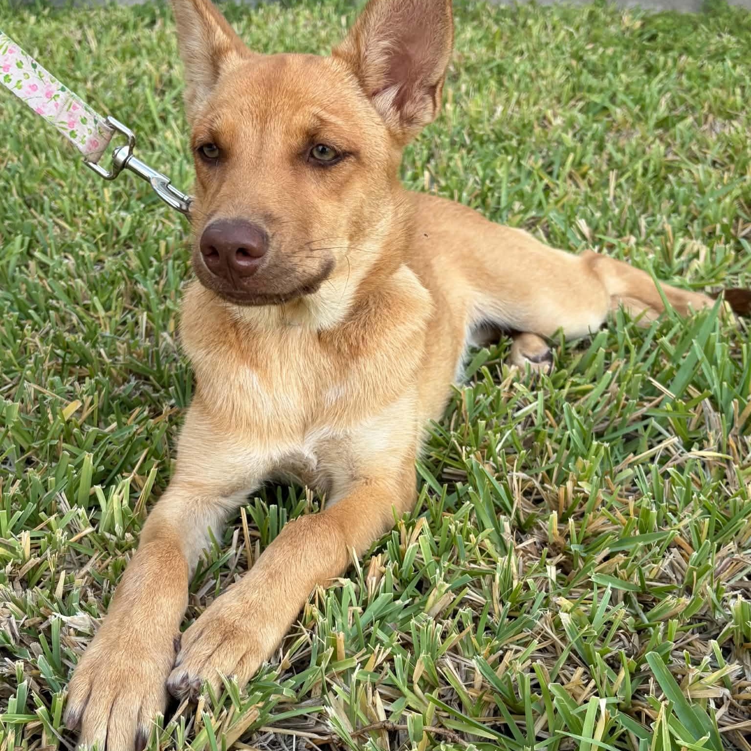 Enlarge Piper, a Adoptable mixed breed in Eau Claire, WI image 3/3