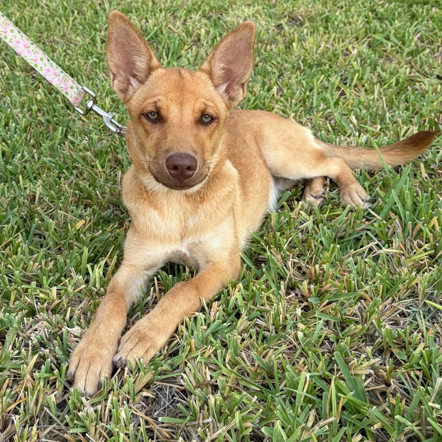 Enlarge Piper, a Adoptable mixed breed in Eau Claire, WI image 2/3