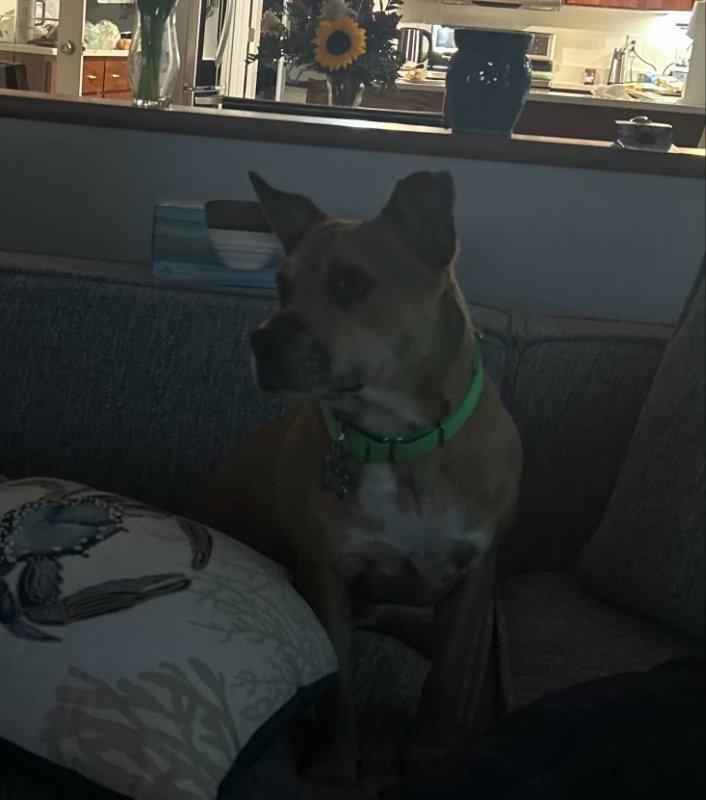 Snuffy, Adoptable, Young Male Terrier.