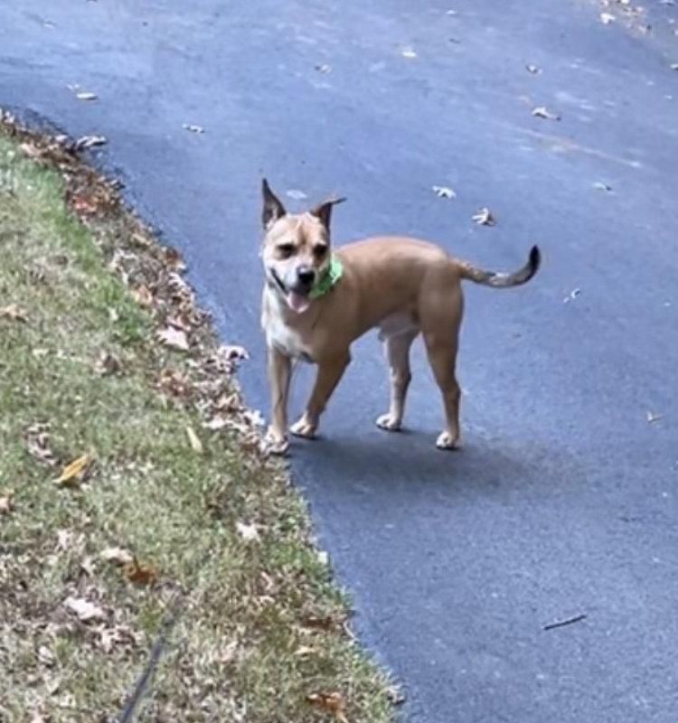 Enlarge Snuffy, a Adoptable Terrier in East Derry, NH image 2/3
