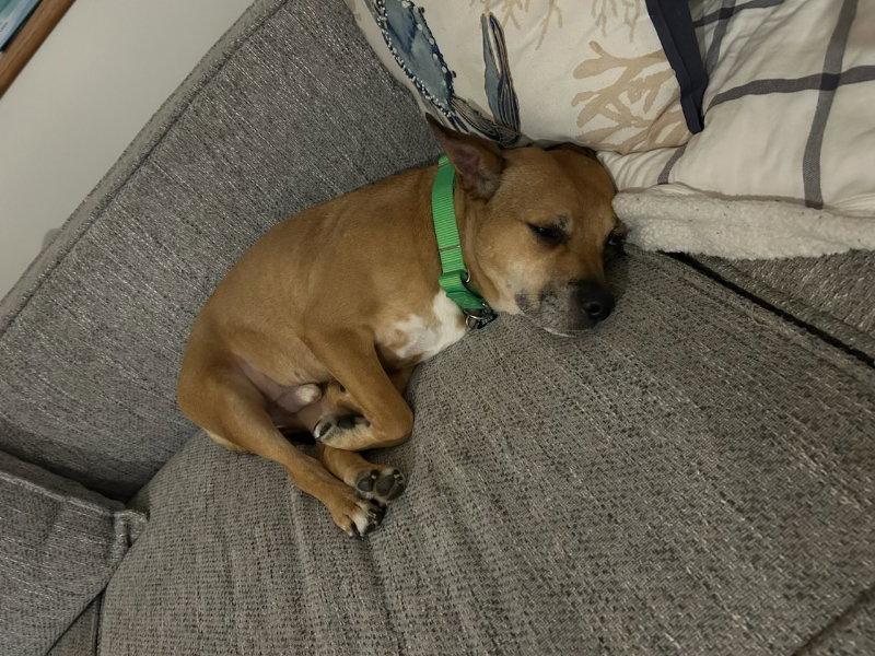 Enlarge Snuffy, a Adoptable Terrier in East Derry, NH image 3/3