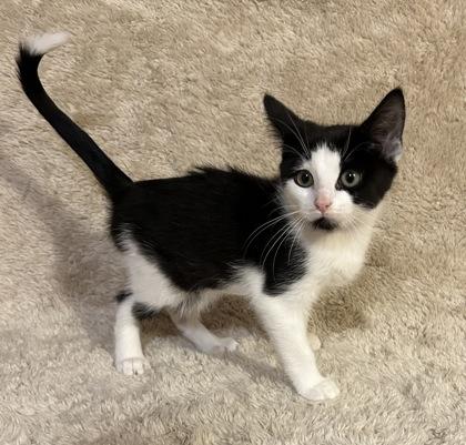 Enlarge Hope, a Adoptable mixed breed in Romeoville, IL image 1/5