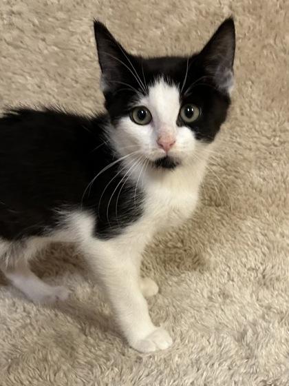 Enlarge Hope, a Adoptable mixed breed in Romeoville, IL image 2/5