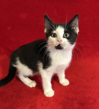 Enlarge Hope, a Adoptable mixed breed in Romeoville, IL image 3/5