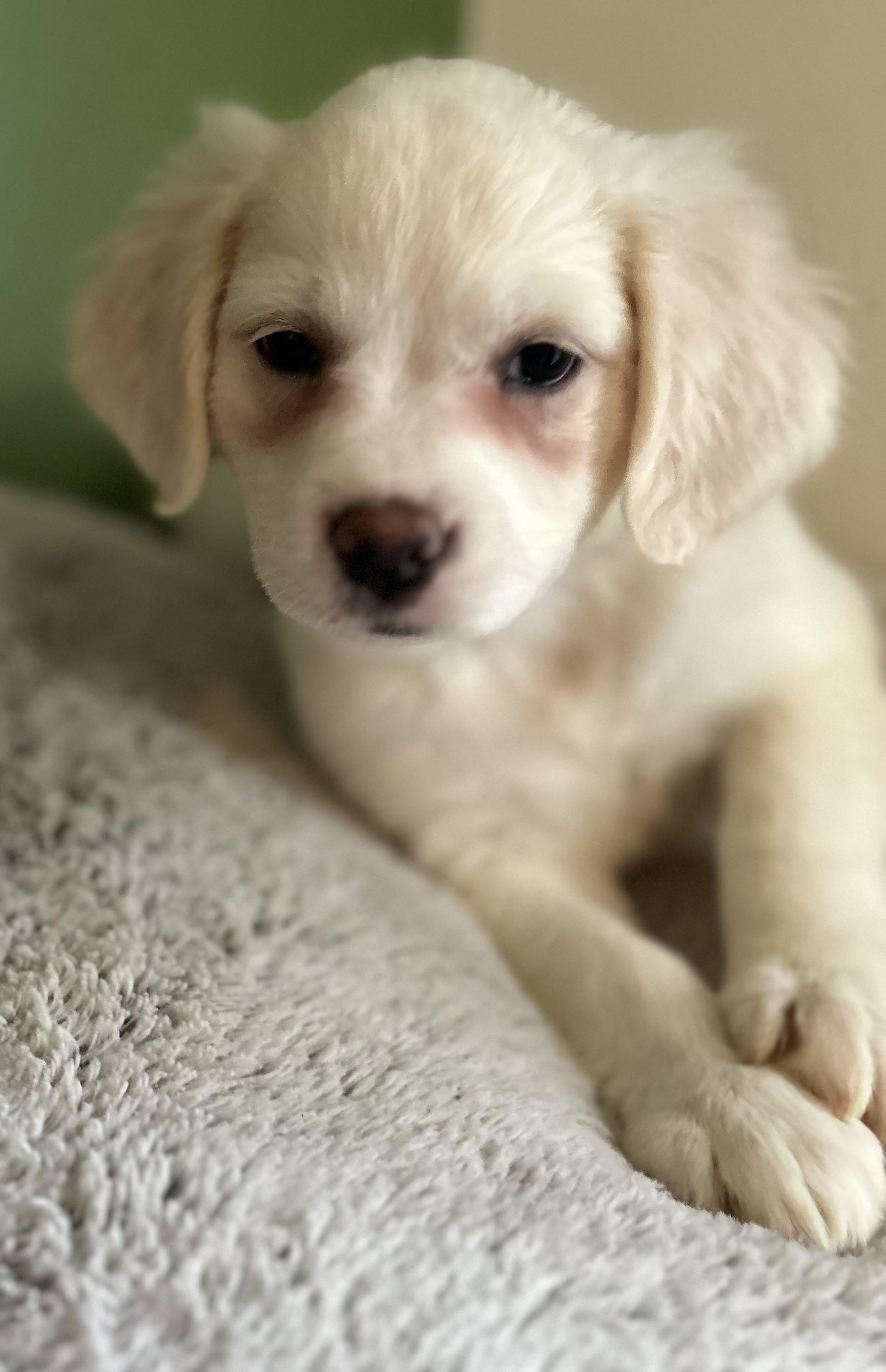 Enlarge Nora, a ADOPTABLE mixed breed in Tigard, OR image 1/5