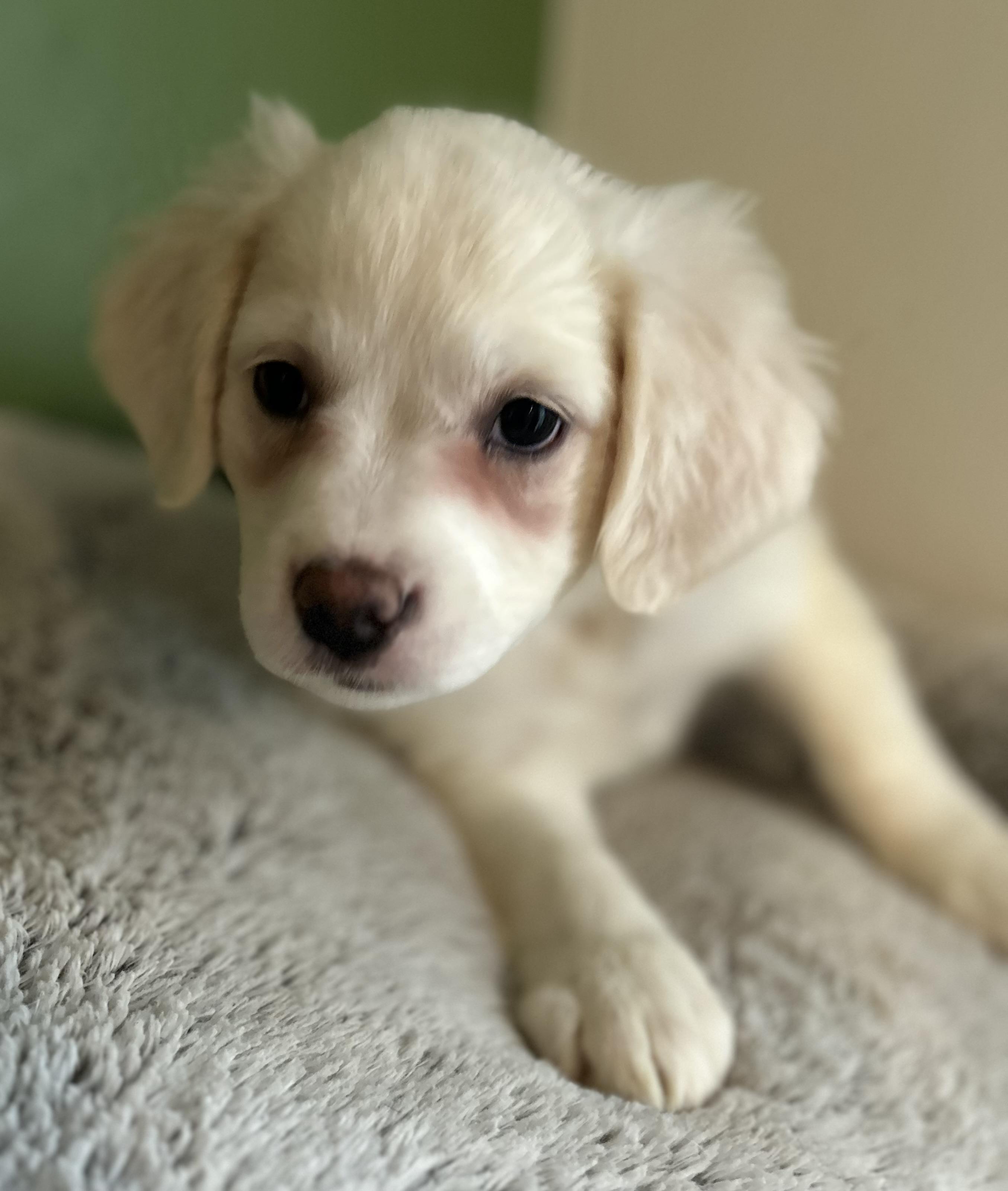 Enlarge Nora, a ADOPTABLE mixed breed in Tigard, OR image 4/5