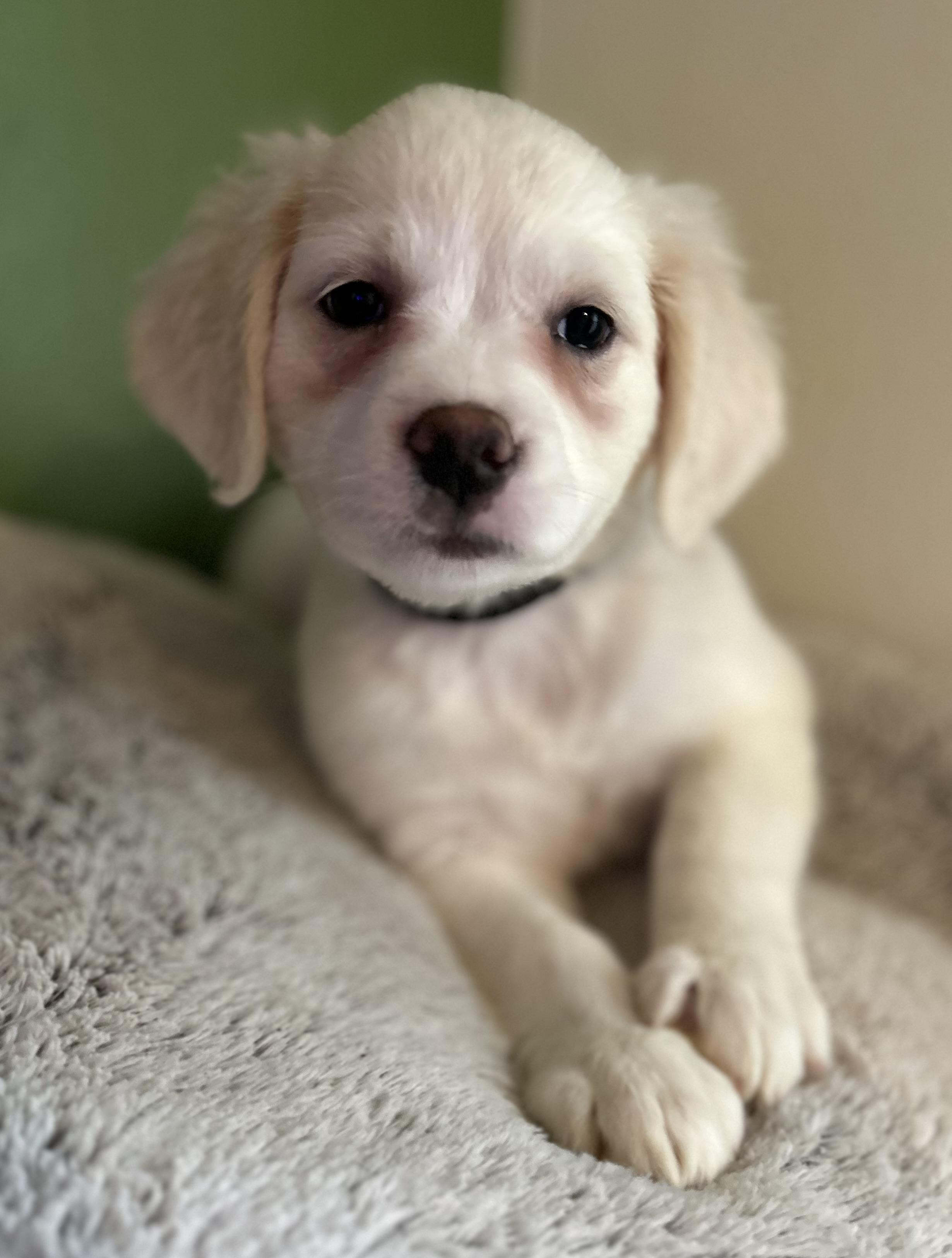 Enlarge Nora, a ADOPTABLE mixed breed in Tigard, OR image 5/5