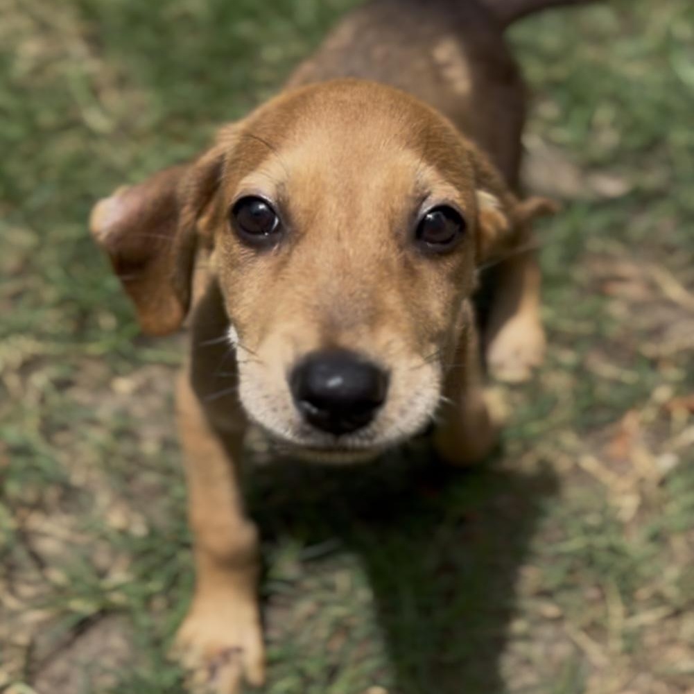 Copper