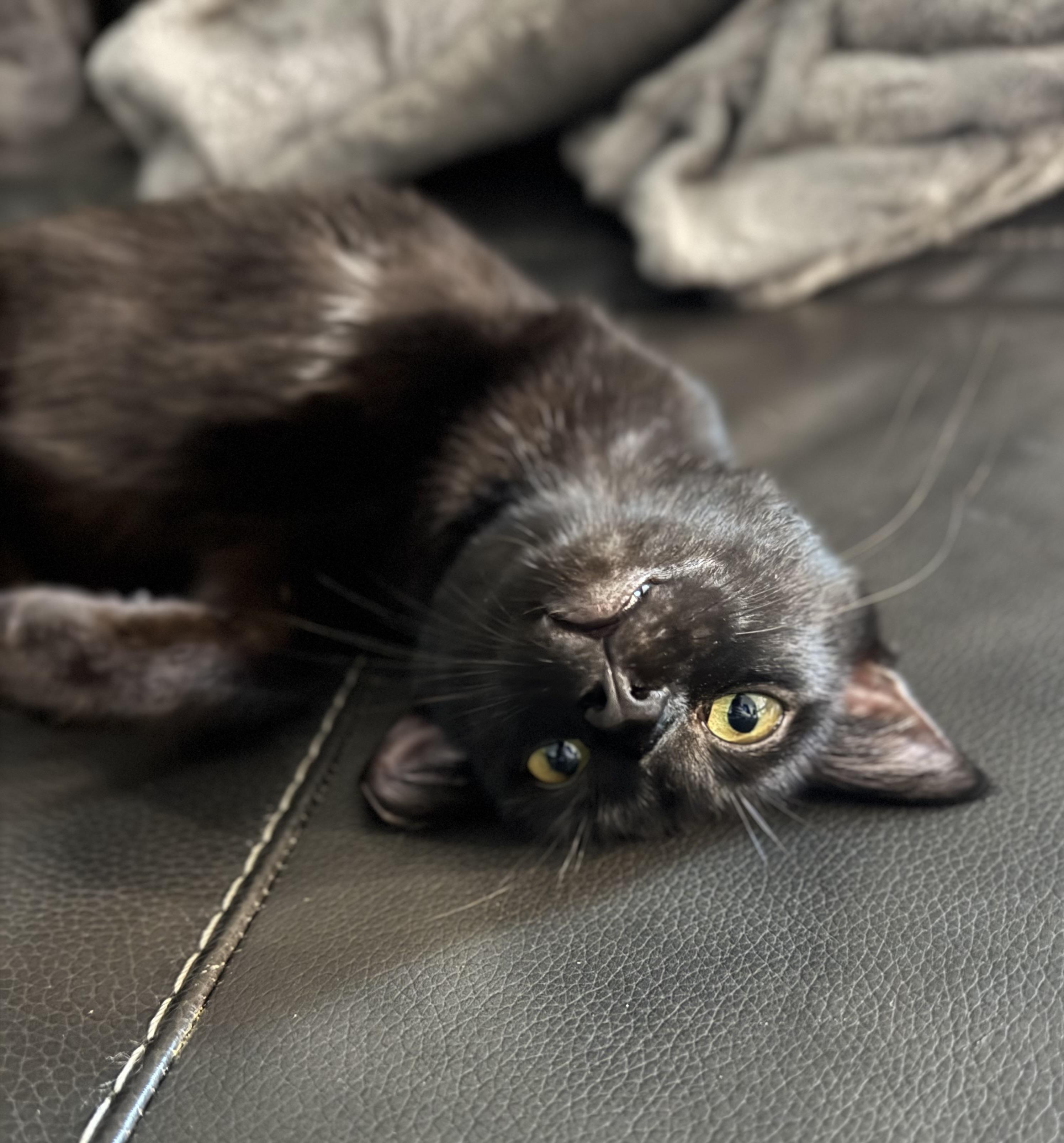 Enlarge Trinity, a Adoptable Domestic Short Hair in Denver, CO image 4/6