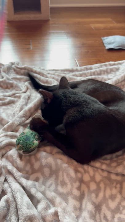 Enlarge Trinity, a Adoptable Domestic Short Hair in Denver, CO video 6/6