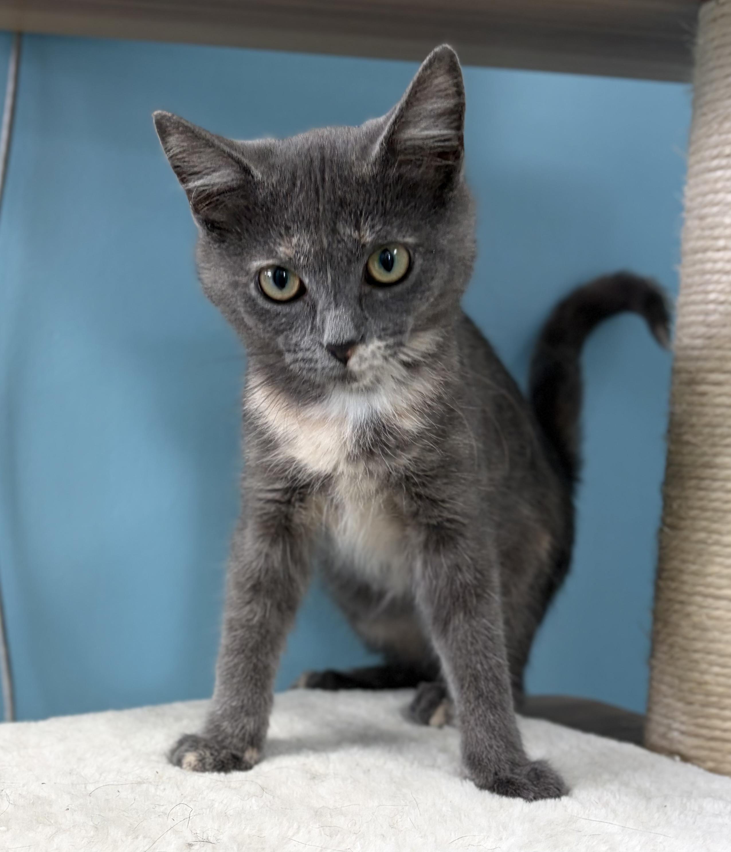 Enlarge Mitzie, a ADOPTABLE Domestic Short Hair in Bardstown, KY image 6/6