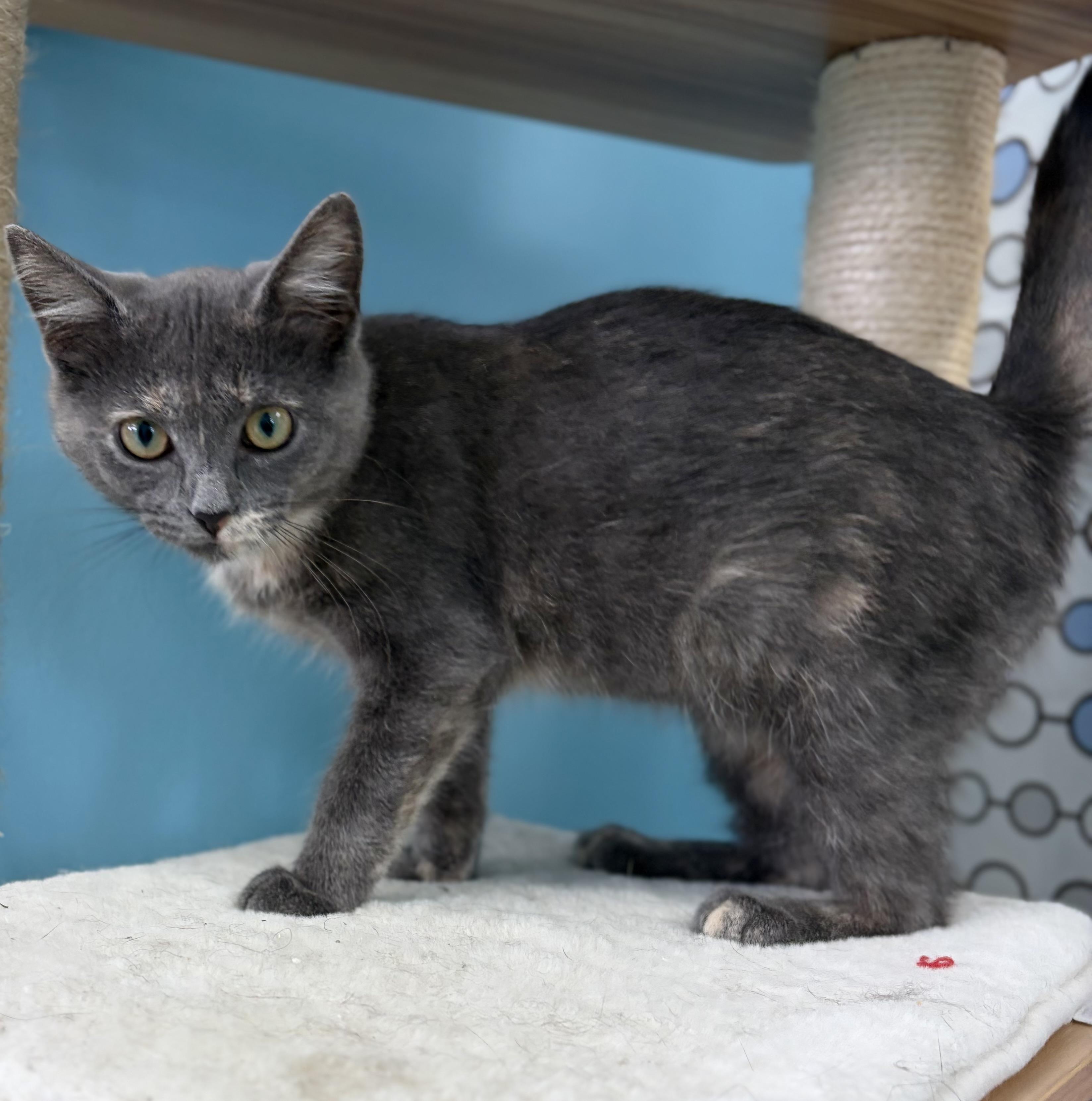 Enlarge Mitzie, a ADOPTABLE Domestic Short Hair in Bardstown, KY image 5/6