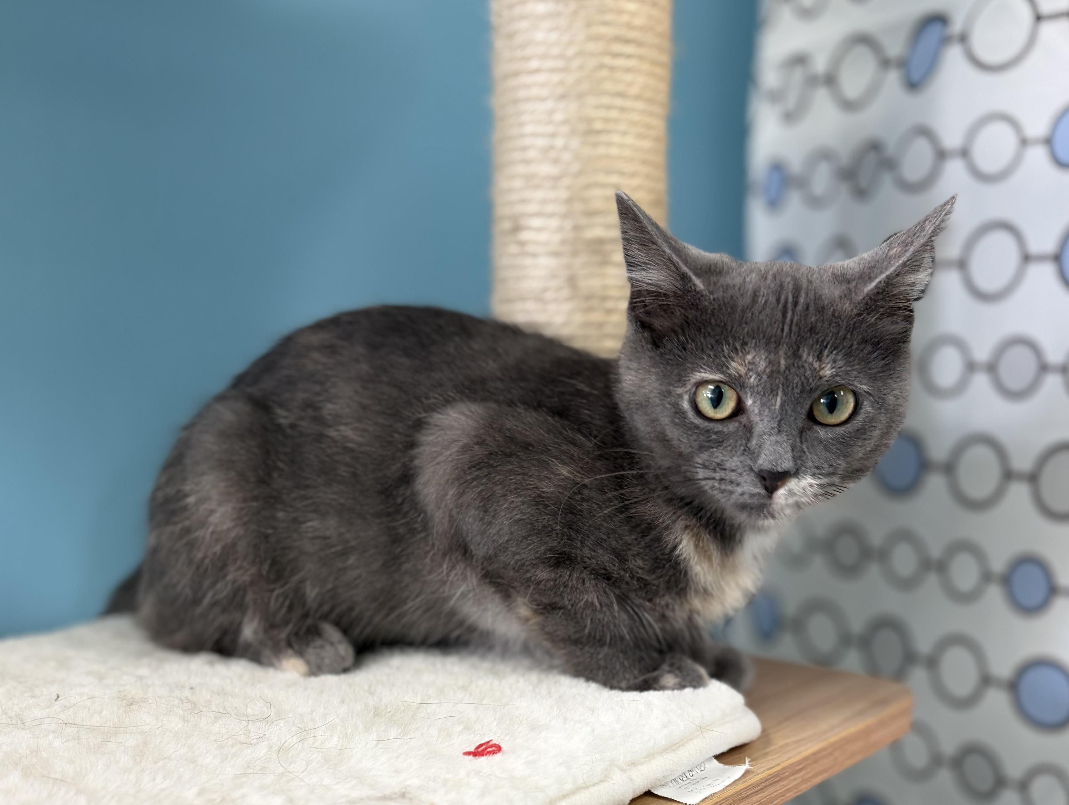 Enlarge Mitzie, a ADOPTABLE Domestic Short Hair in Bardstown, KY image 2/6