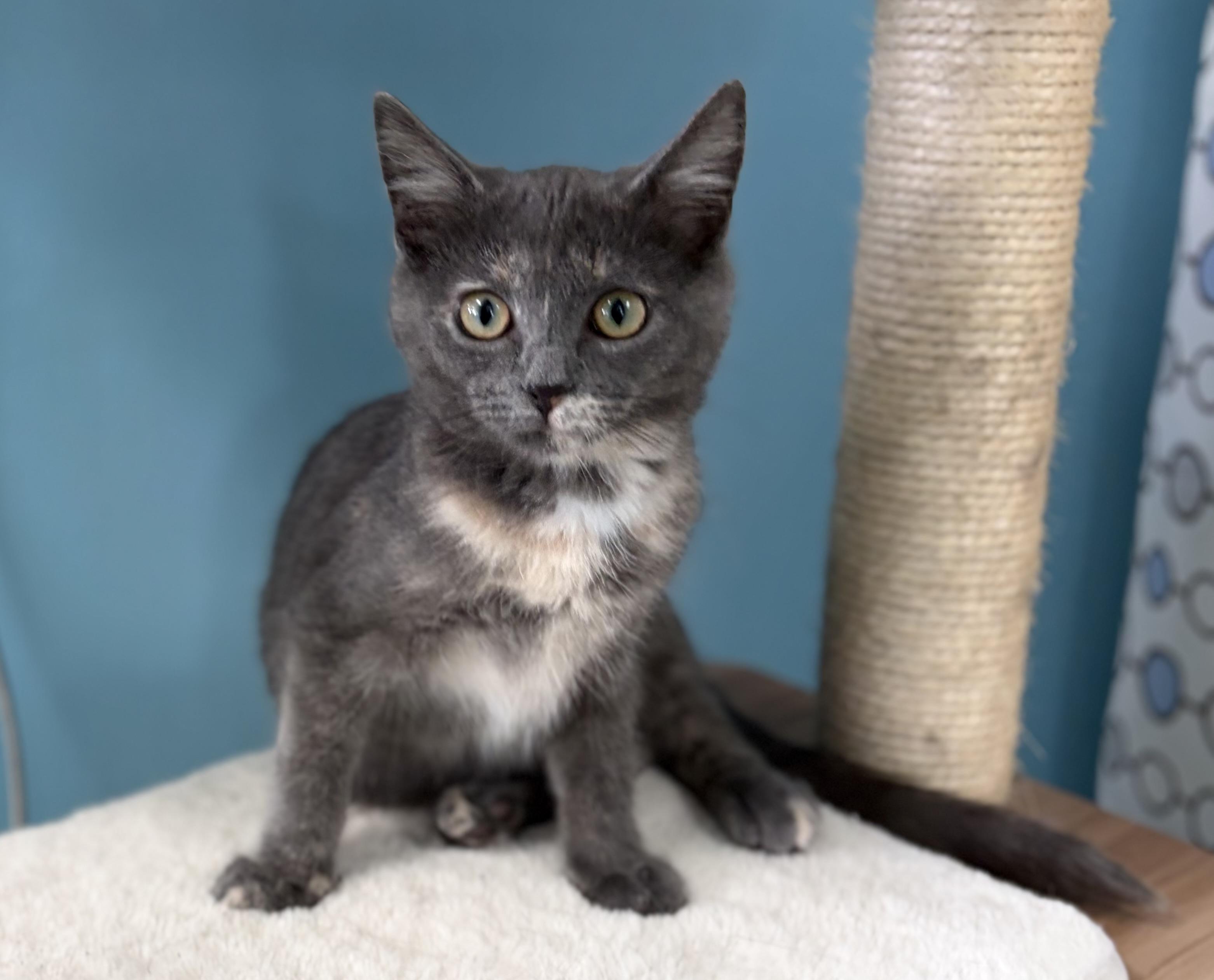 Enlarge Mitzie, a ADOPTABLE Domestic Short Hair in Bardstown, KY image 3/6