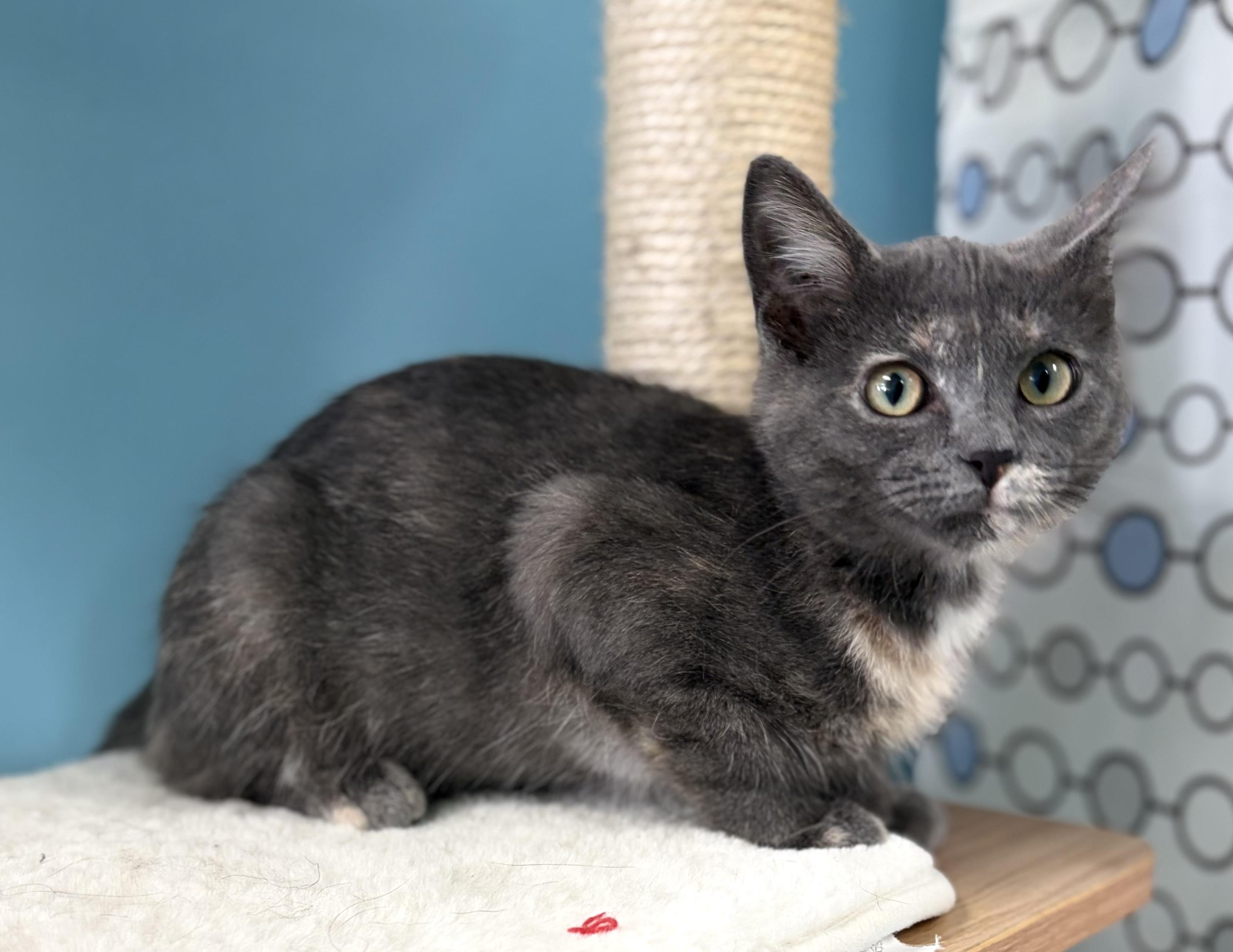 Enlarge Mitzie, a ADOPTABLE Domestic Short Hair in Bardstown, KY image 4/6