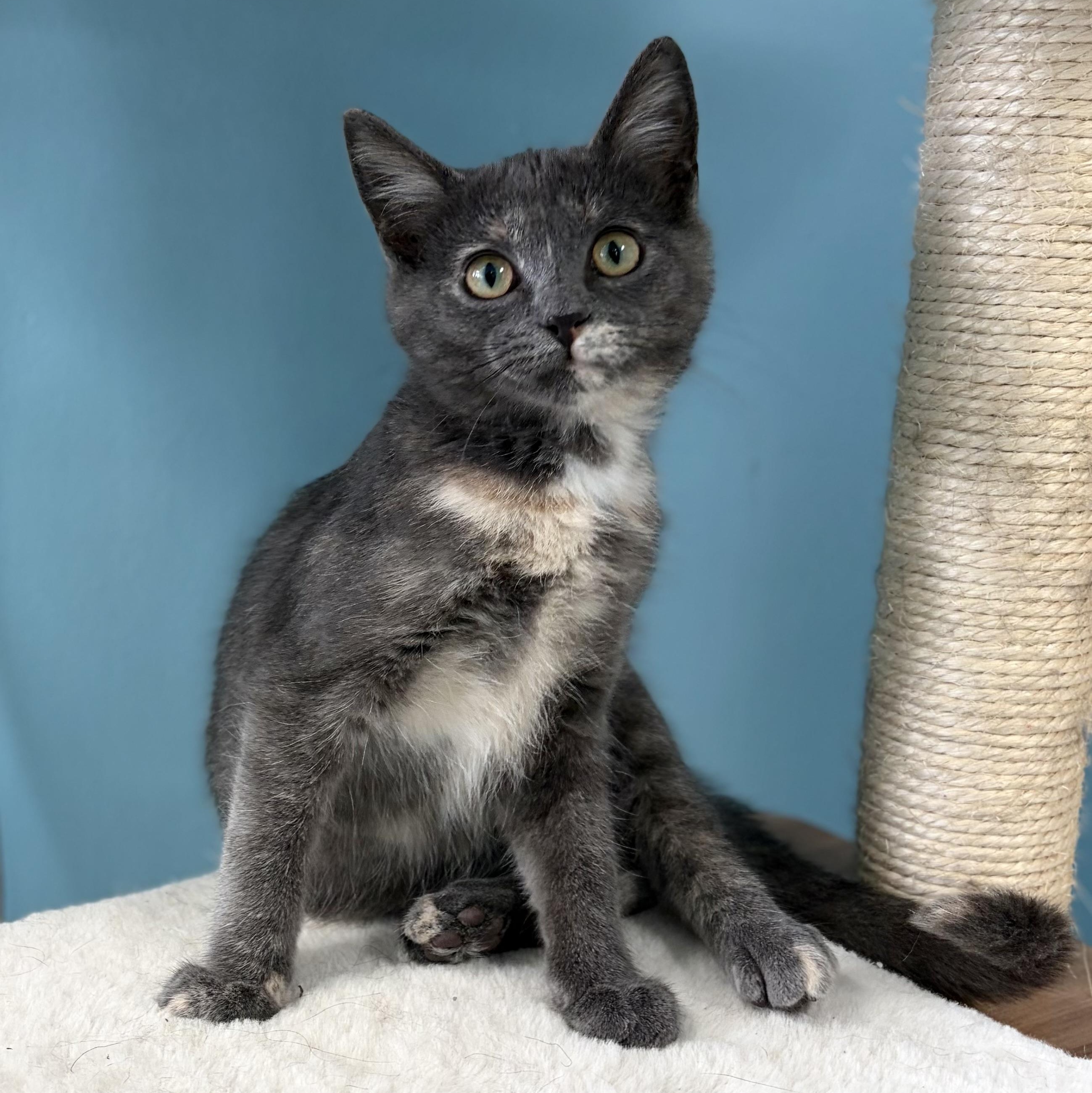 Enlarge Mitzie, a ADOPTABLE Domestic Short Hair in Bardstown, KY image 1/6