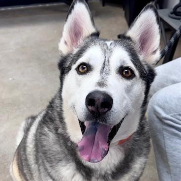 Enlarge Orion, a Adoptable mixed breed in Dublin, OH image 2/5