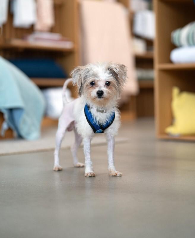 Enlarge Sprout, a Adoptable mixed breed in Valley Village, CA image 2/6