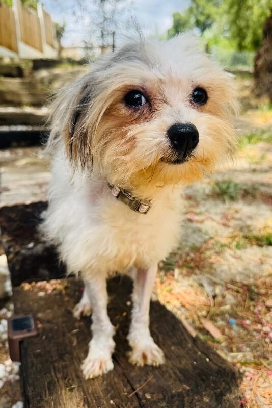 Enlarge Sprout, a Adoptable mixed breed in Valley Village, CA image 3/6