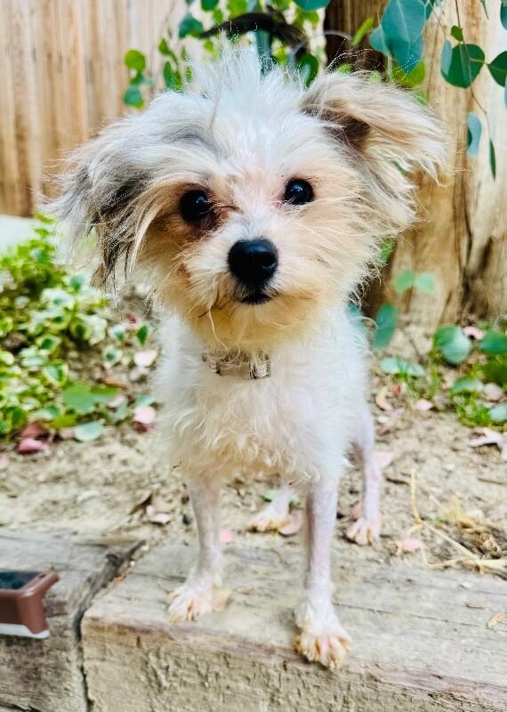 Enlarge Sprout, a Adoptable mixed breed in Valley Village, CA image 4/6