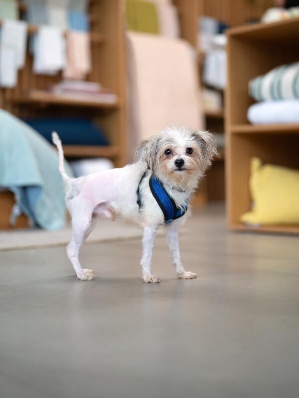 Enlarge Sprout, a Adoptable mixed breed in Valley Village, CA image 5/6