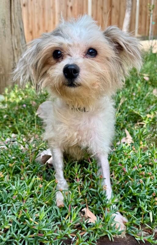 Enlarge Sprout, a Adoptable mixed breed in Valley Village, CA image 6/6