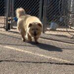 Bonsai, ADOPTABLE, Adult Male Chow Chow.