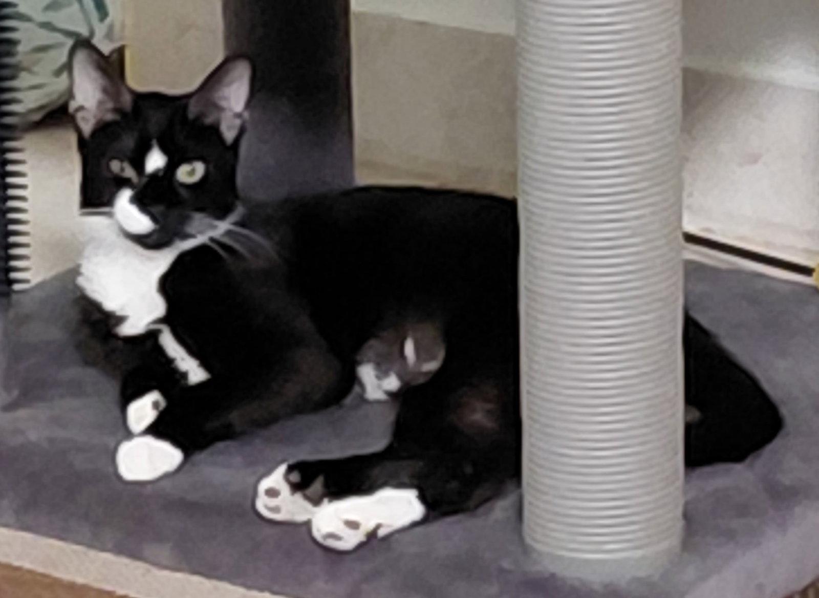Enlarge zz - Millie, a Adoptable Domestic Short Hair in West Palm Beach, FL image 1/3