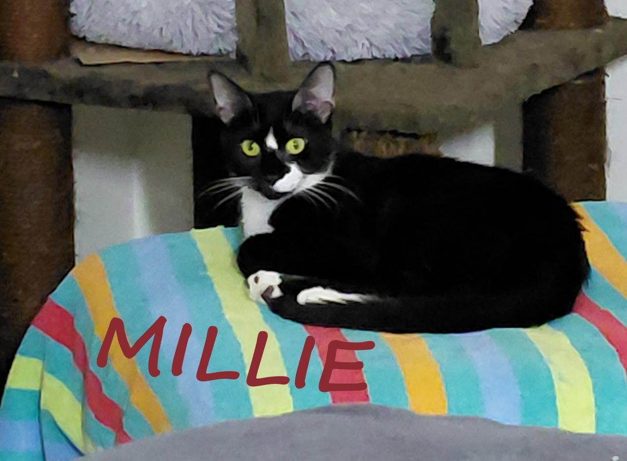 Enlarge zz - Millie, a Adoptable Domestic Short Hair in West Palm Beach, FL image 2/3