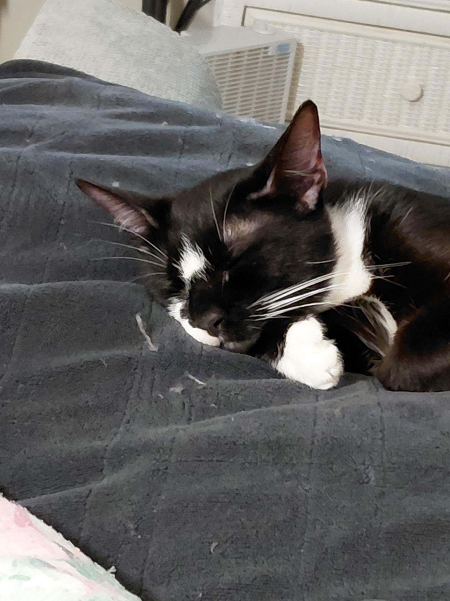 Enlarge zz - Millie, a Adoptable Domestic Short Hair in West Palm Beach, FL image 3/3