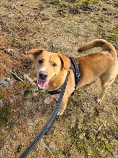 Enlarge Rudolph, a Adoptable mixed breed in Westwood, NJ image 4/4