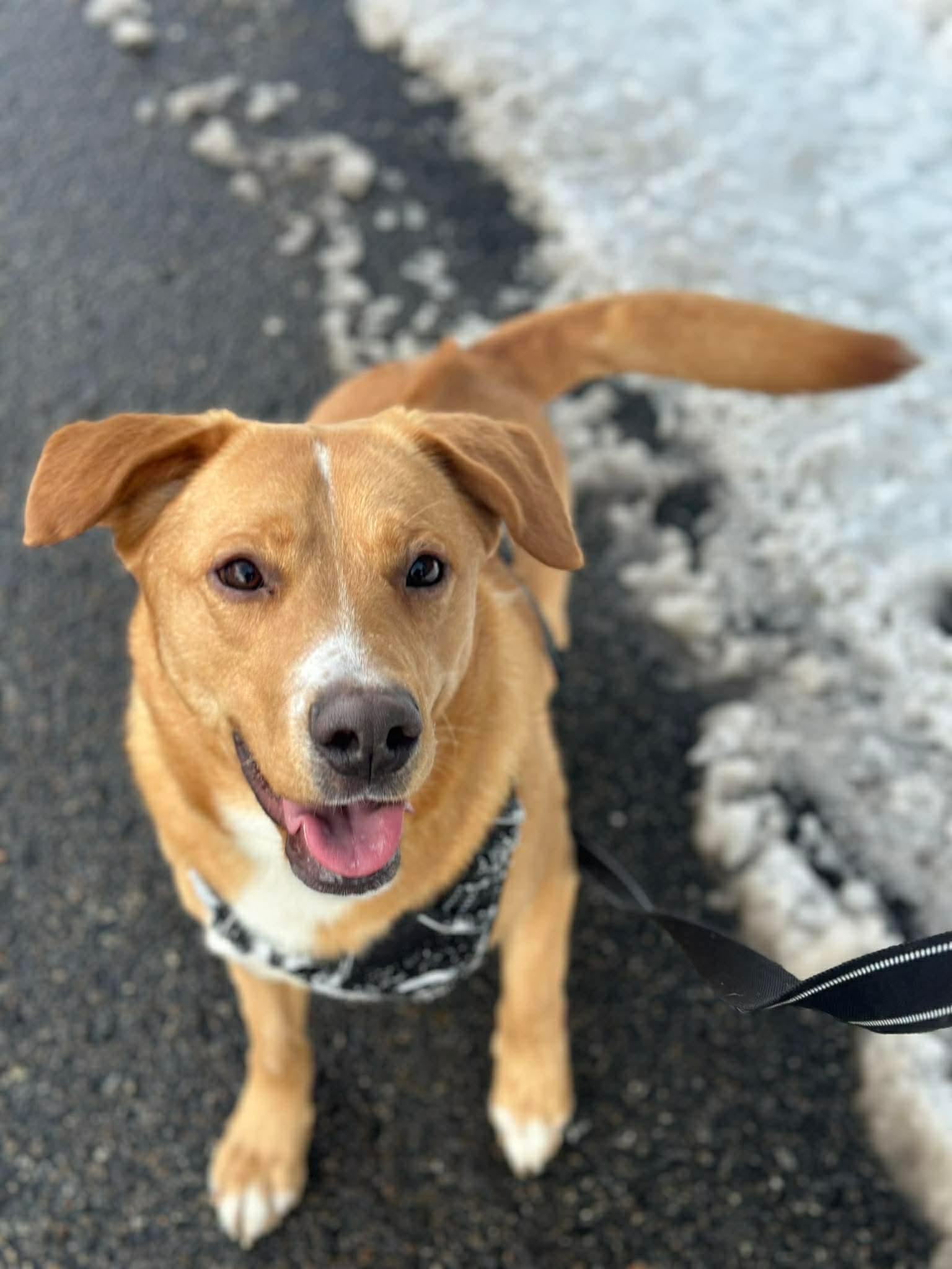 Enlarge Rudolph, a Adoptable mixed breed in Westwood, NJ image 1/4