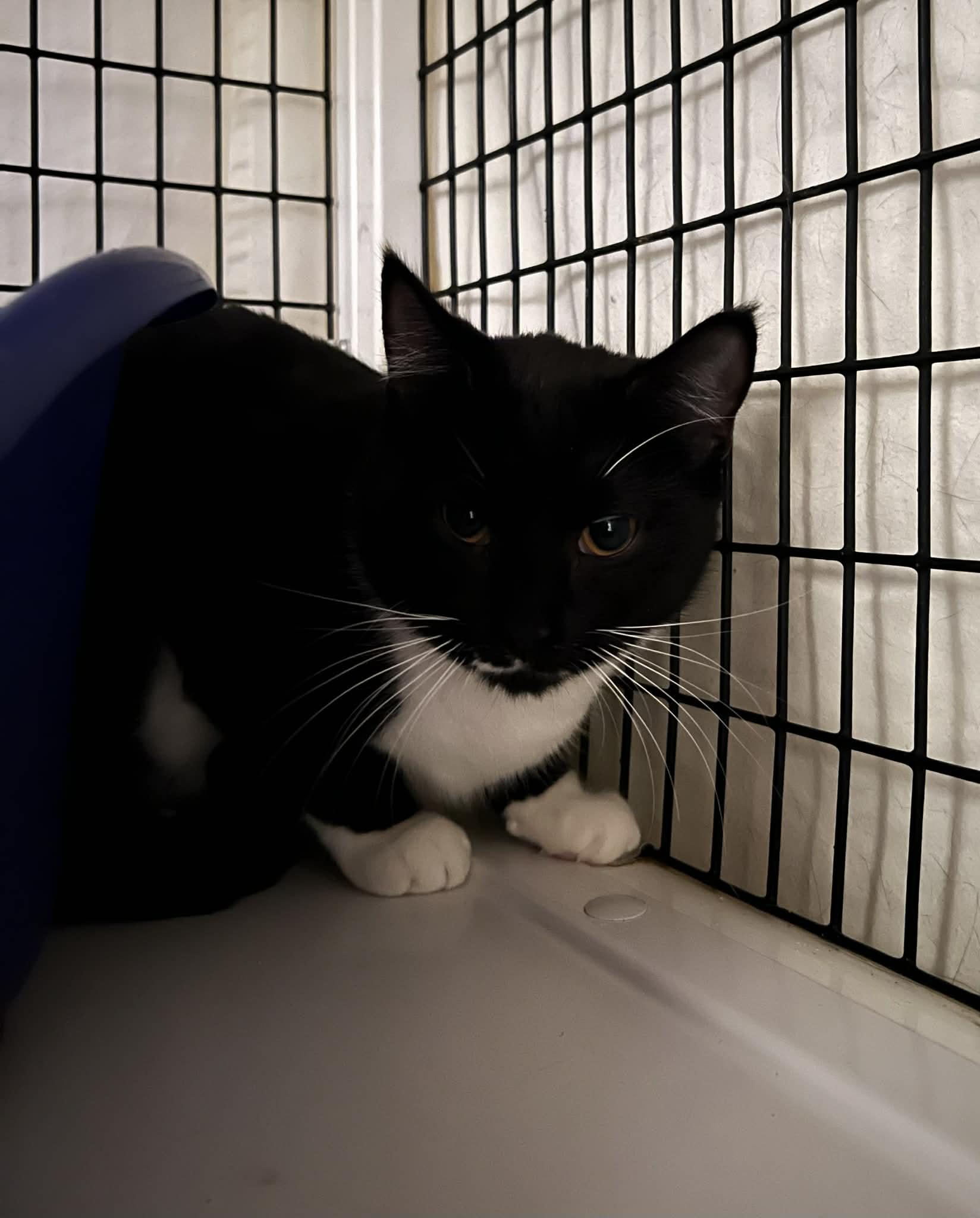 Enlarge Wren, a ADOPTABLE Tuxedo in BURNABY, BC image 2/2