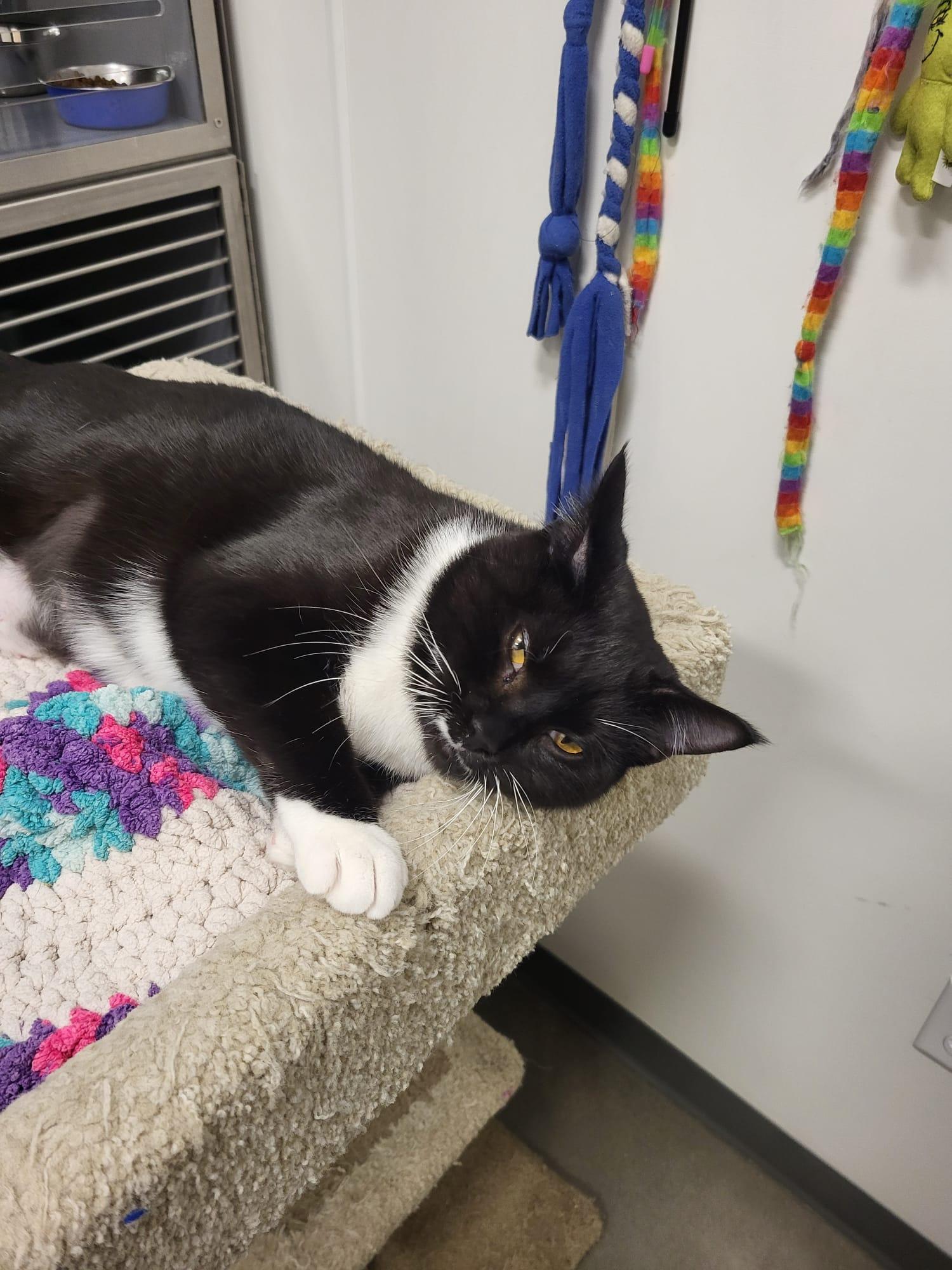 Enlarge Wren, a ADOPTABLE Tuxedo in BURNABY, BC image 1/2