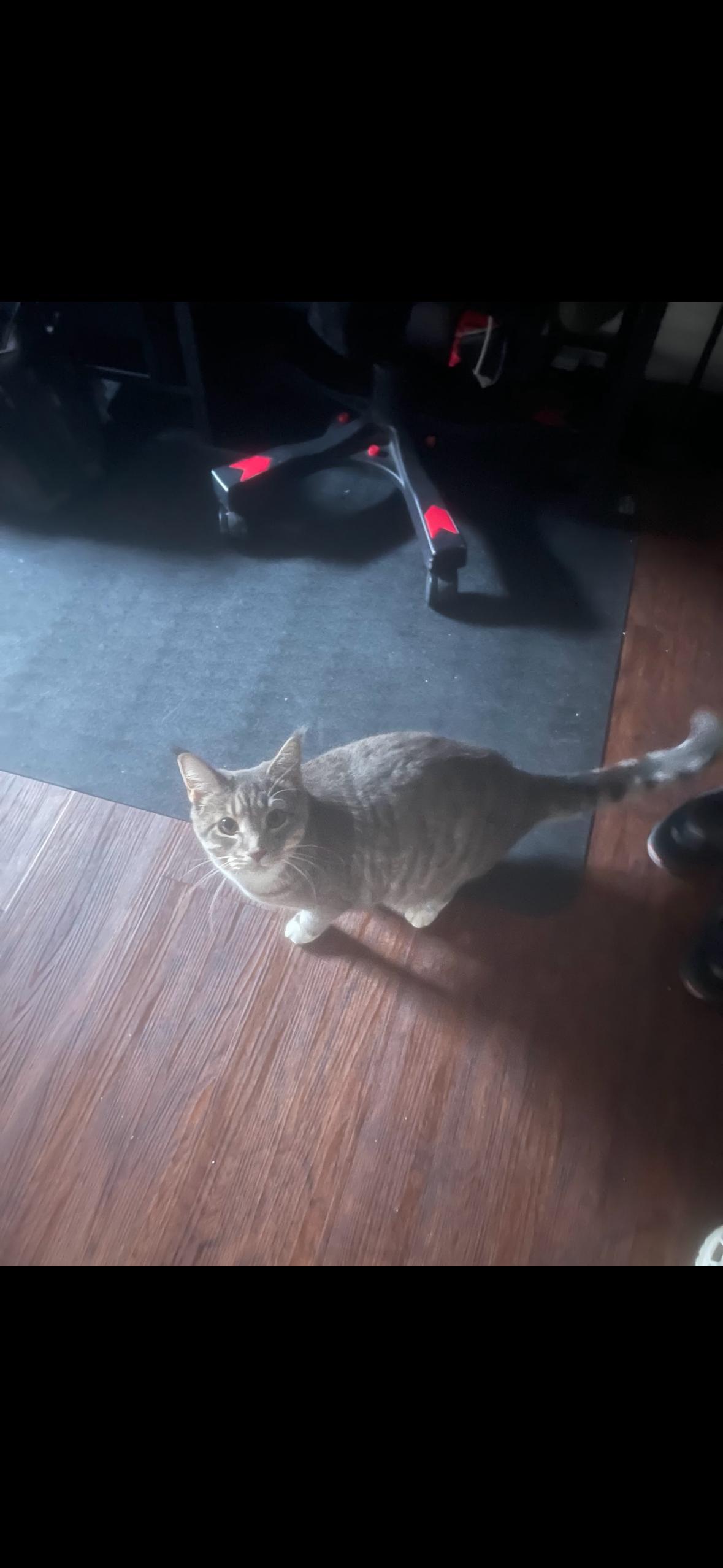 Enlarge Nebby, a ADOPTABLE American Shorthair in Brooklyn, NY image 1/1