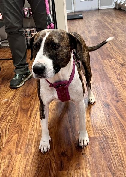 Enlarge Leeloo, a Adoptable Mixed Breed in Covington, LA image 1/2