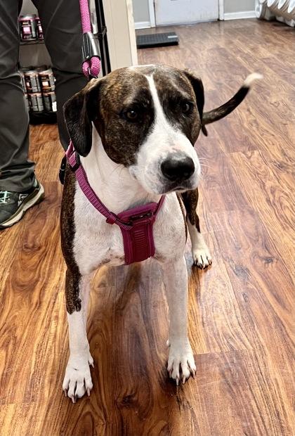 Enlarge Leeloo, a Adoptable Mixed Breed in Covington, LA image 2/2