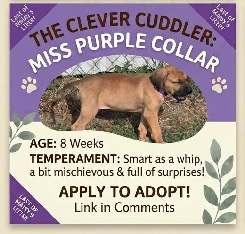 Maisy Puppy 1F Purple Collar, Adoptable, Puppy Female Mastiff & Mixed Breed.