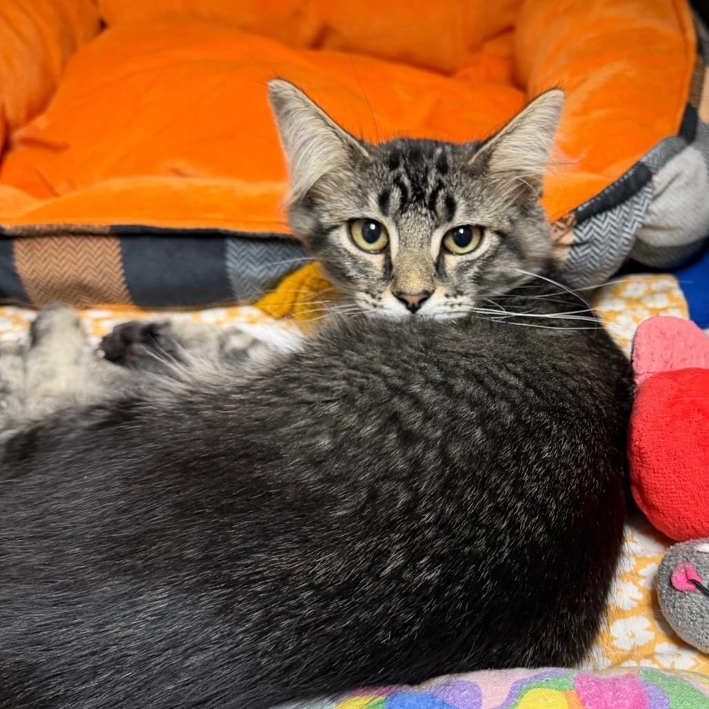 Enlarge Nova, a Adoptable Domestic Short Hair in Mankato, MN image 1/1