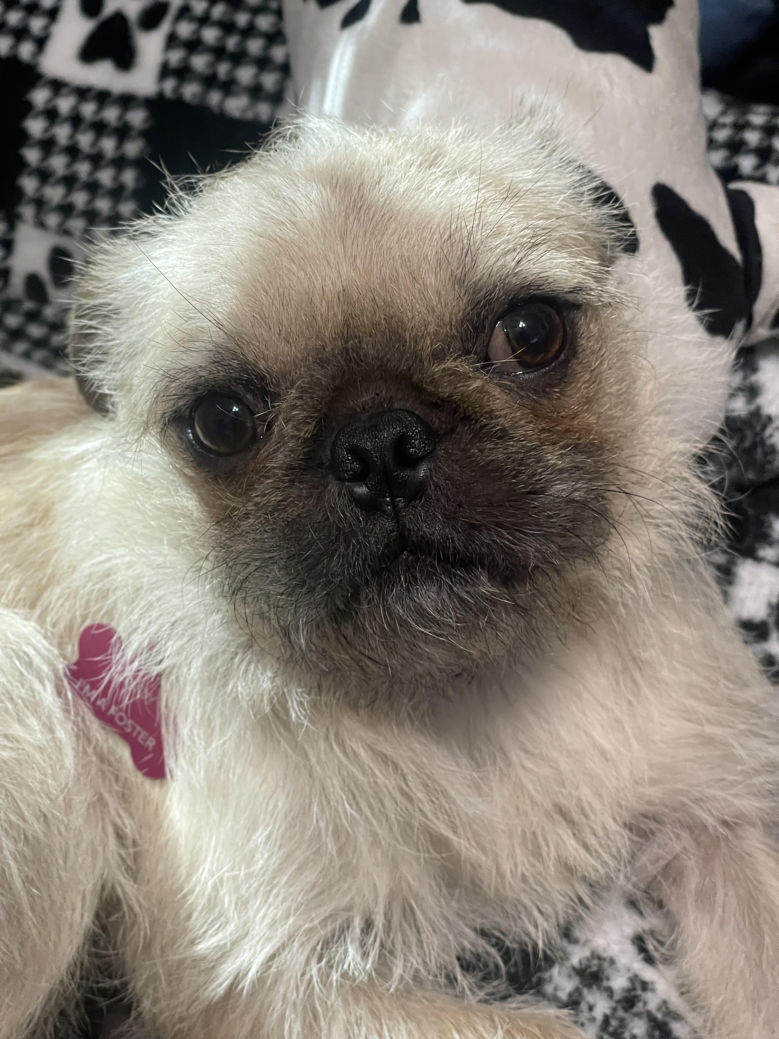 Candy , a ADOPTABLE mixed breed in Sacramento, CA image 2/6